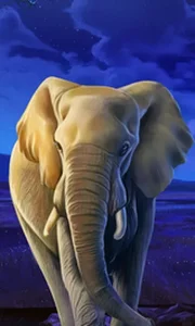 African Elephant